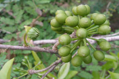 Polyalthia cerasoides